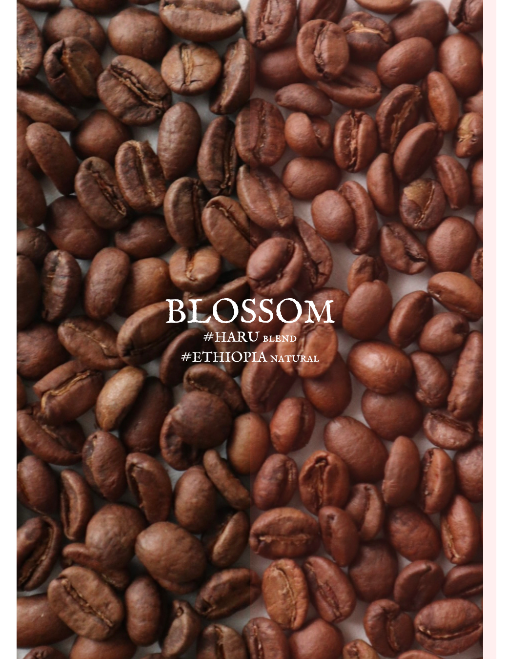 HARU COMBO =BLOSSUM=